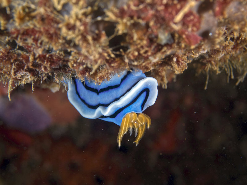 Nudibranch, Dugon Wall